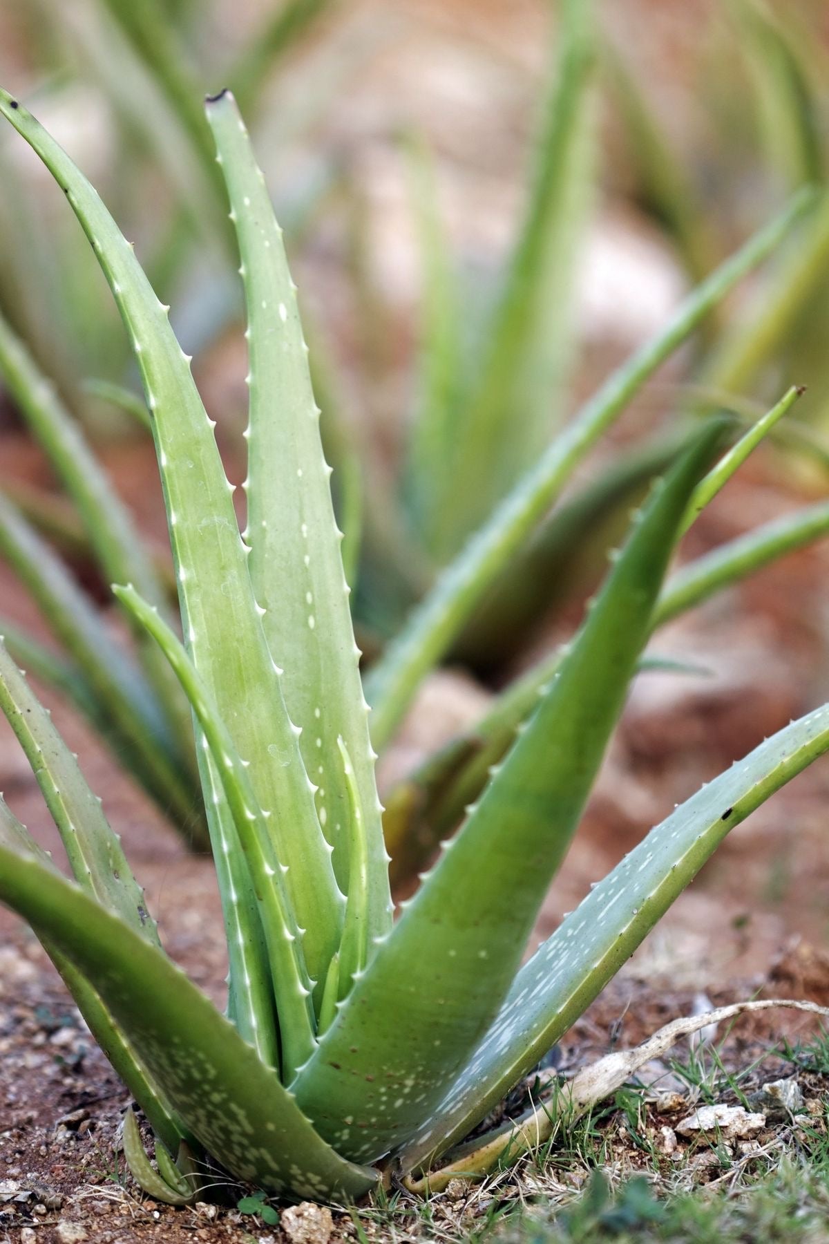 Aloe Vera Flower — زهرة الألوة فيرا