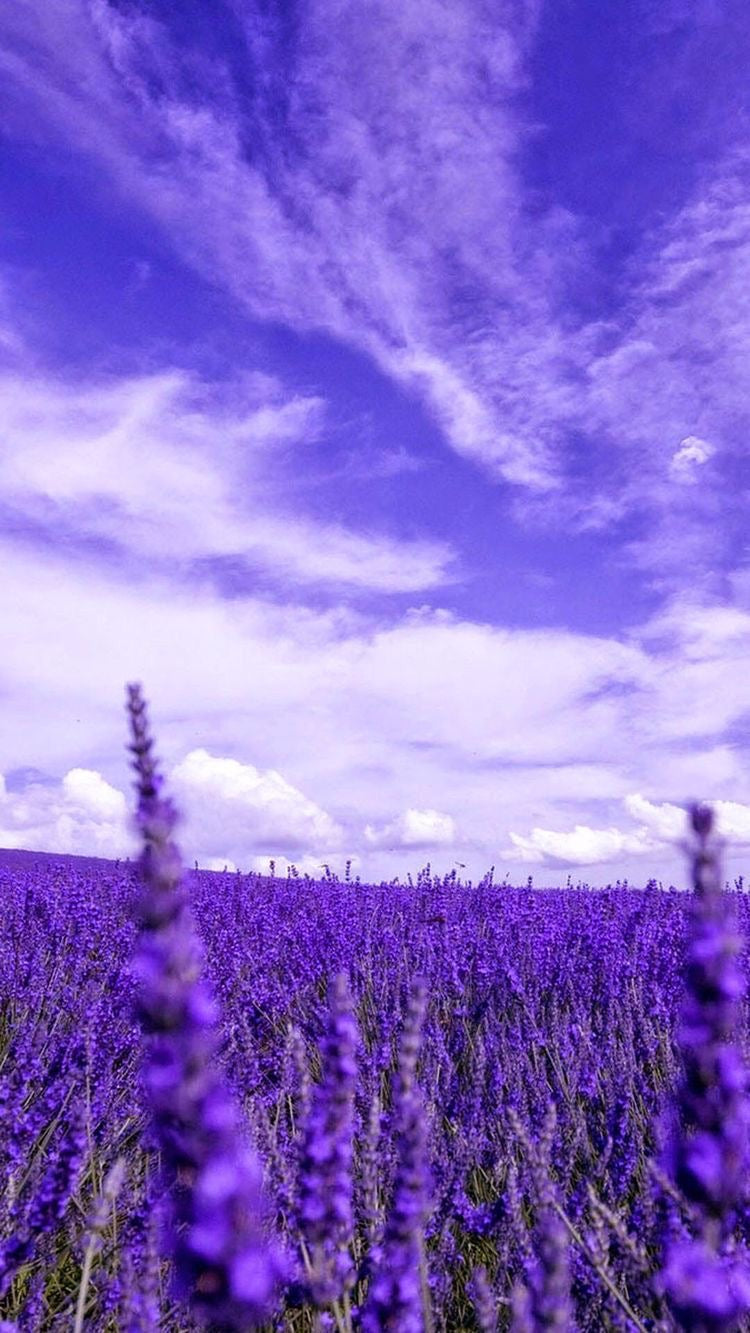 Lavender — لافندر