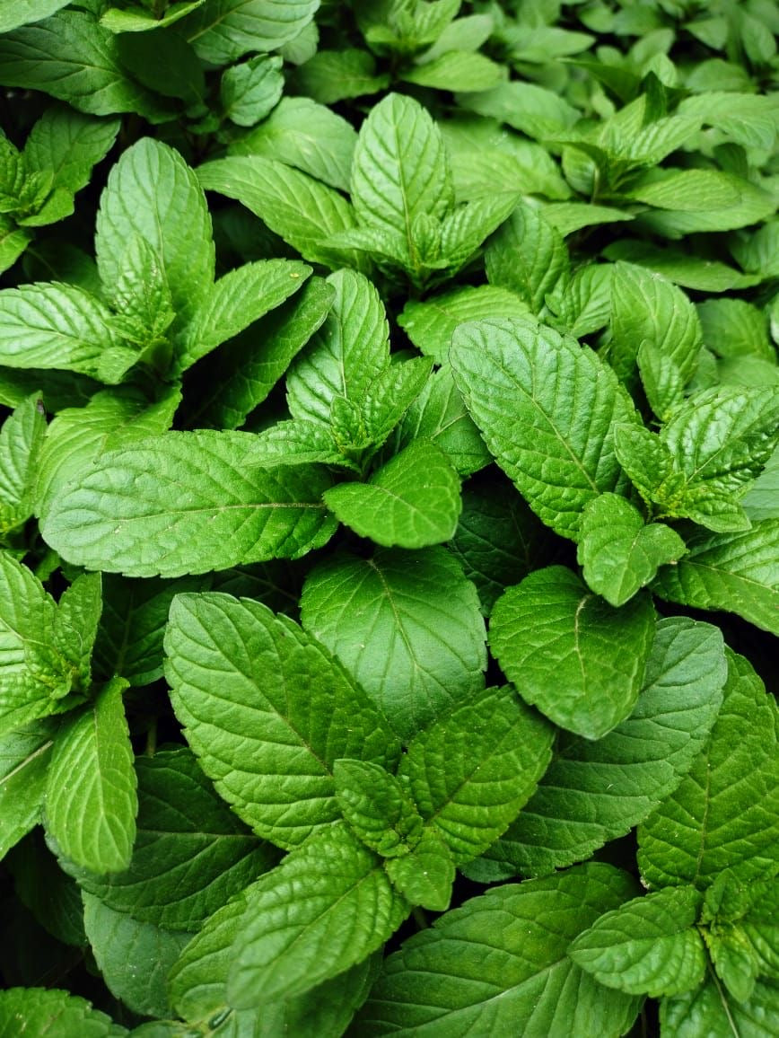 Mint نعناع
