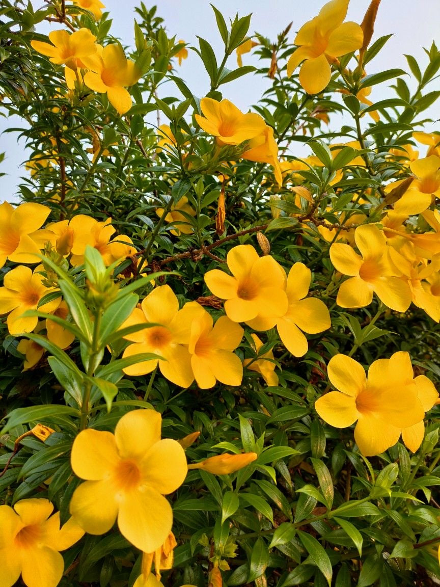 Golden Jasmine — ياسمين ذهبي