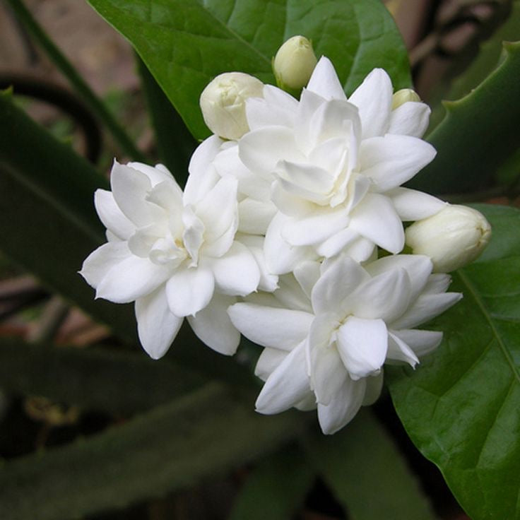 الفل Arabian Jasmine