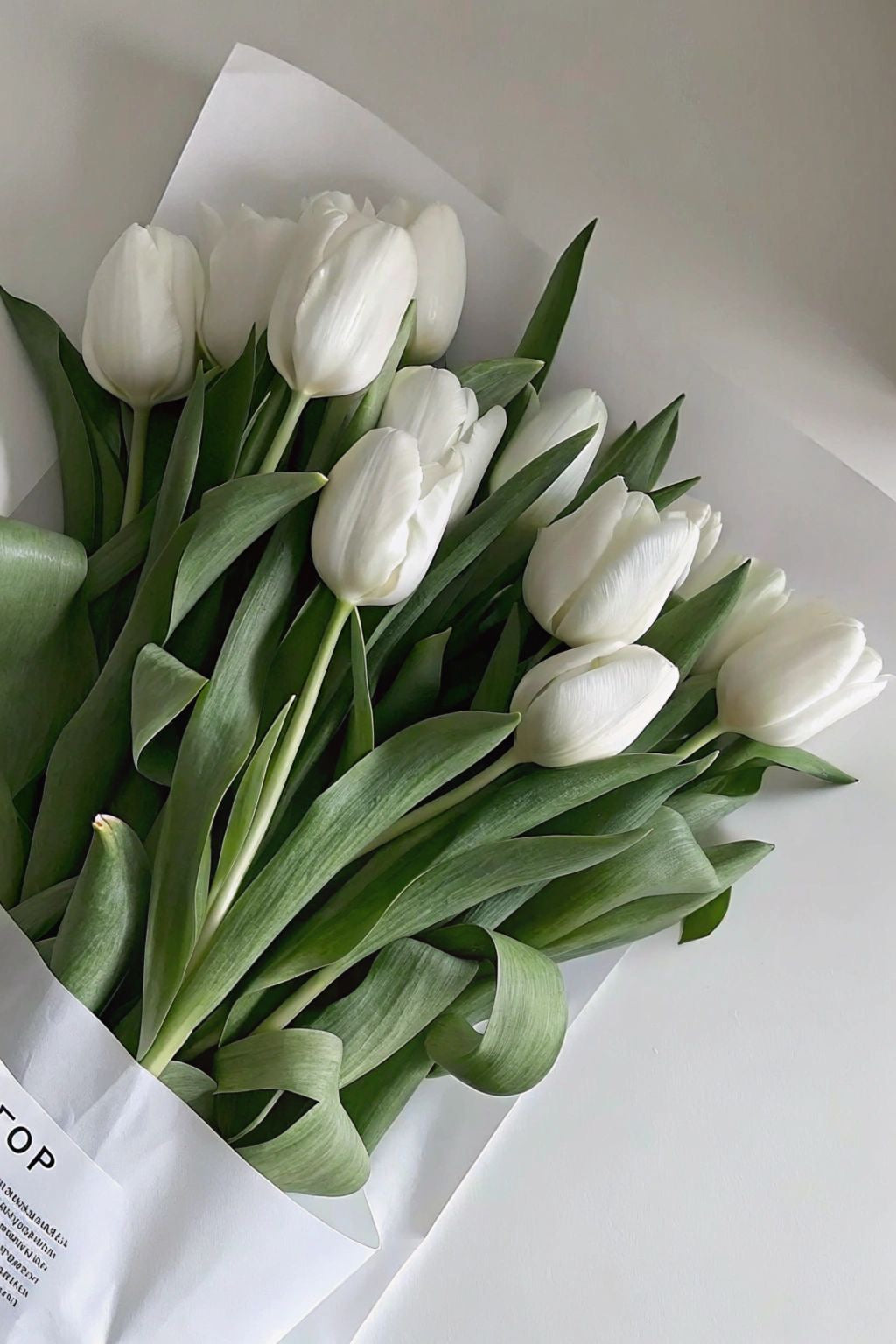 توليب Tulip