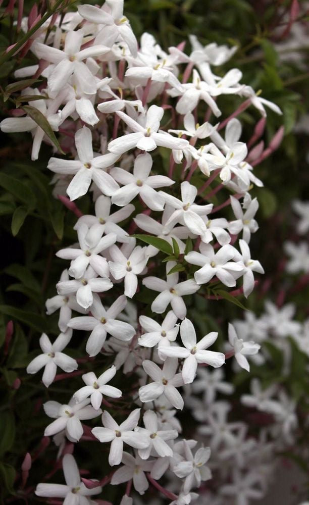 ياسمين شجيري Jasminum arborescens