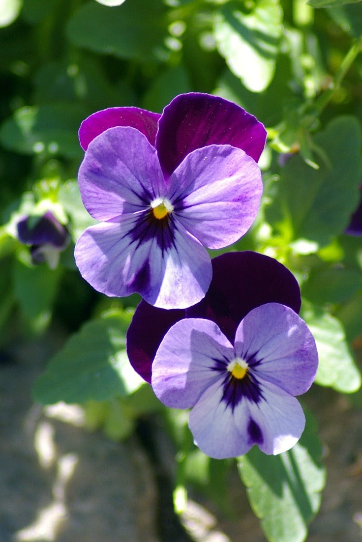 Viola Flower — زهرة بنفسج