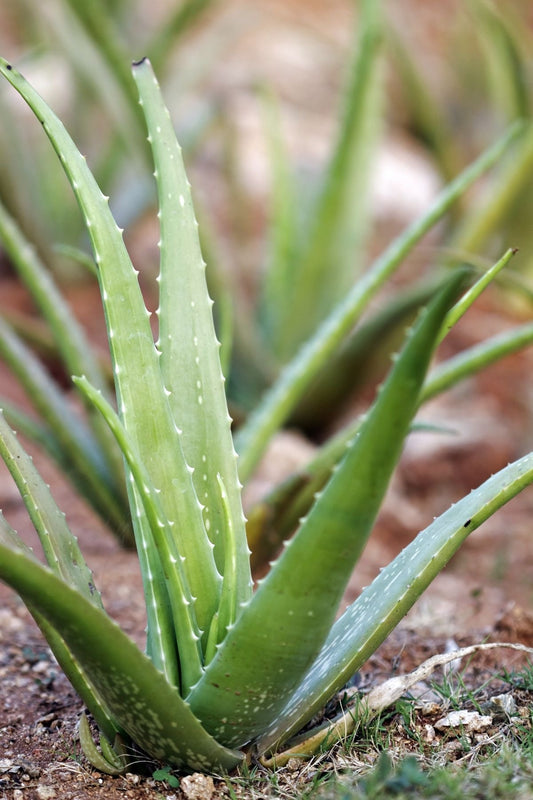 Aloe Vera Flower — زهرة الألوة فيرا