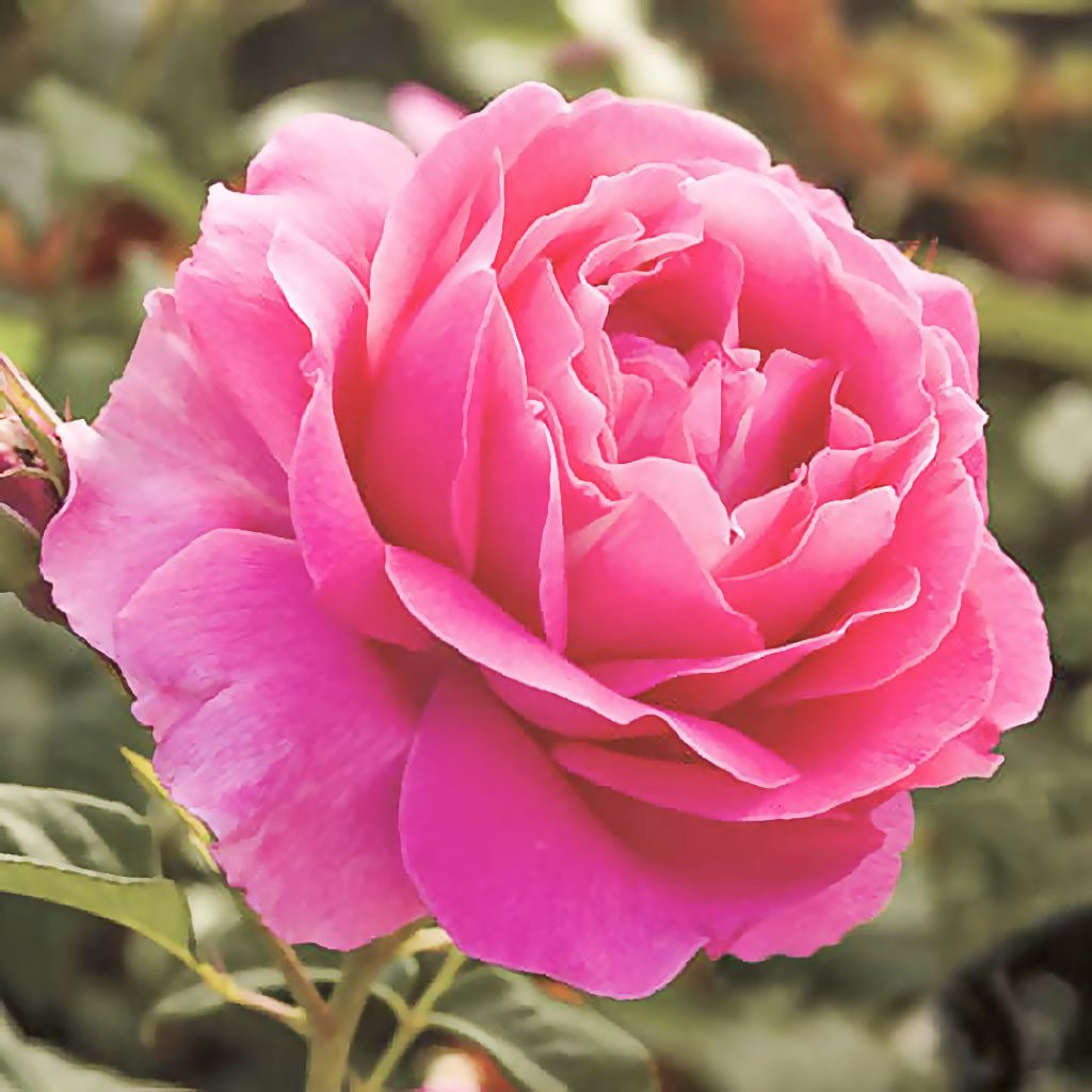 Damask Rose Flowers — الورد البلدي