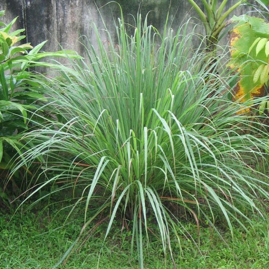 سيترونيلا Citronella