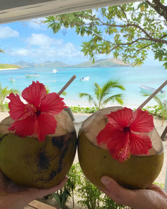 كركديه جوز الهند Hibiscus Coconut