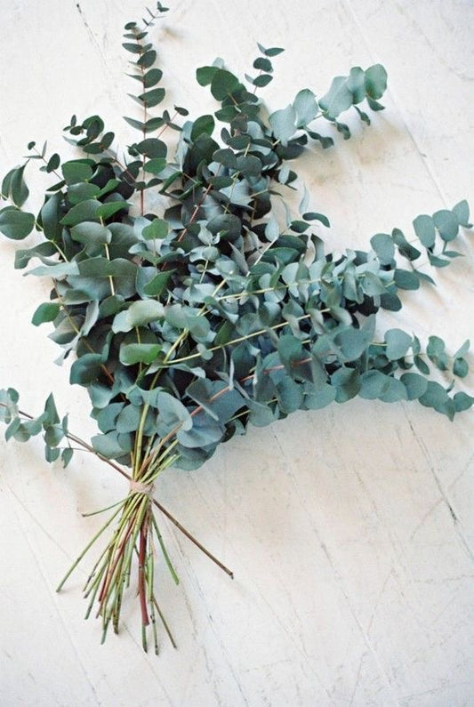 Camphor — كافور